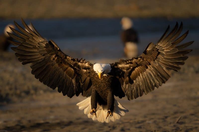 Stunning Blad Eagle pictures by Indian-Origin photographer Karthik Subramaniam