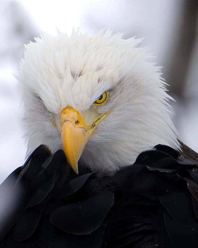 Forest department informs that the number of eagles has increased in Tamil Nadu KAK