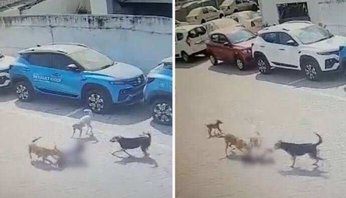 Hyderabad: 4-year-old boy mauled to death by street dogs, incident caught on CCTV camera