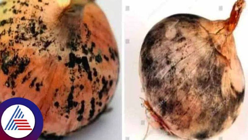 Health tips, Can you use onions with black mold, Is it bad for health Vin 