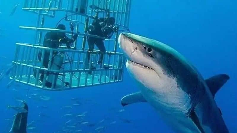 Deep Blue, the biggest ever great white shark is leaving the internet stunned 