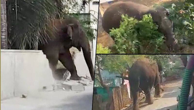 Viral video Elephant strays out of reserve, hits the streets of Madukkarai in Coimbatore