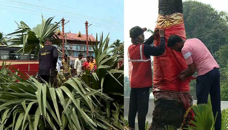 palm tree in the middle of the Haripad National Highway cut   jrj