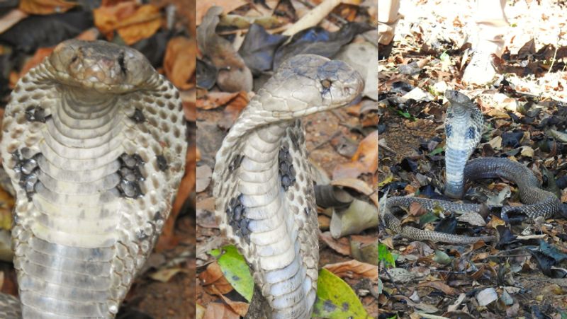 Karwar Cobra lost its eye in a fight with a mongoose it has a hole and no eye sat