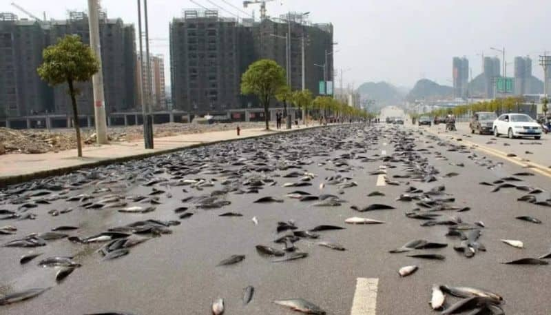 fish rain an unusual natural phenomena that happened in australia hyp 