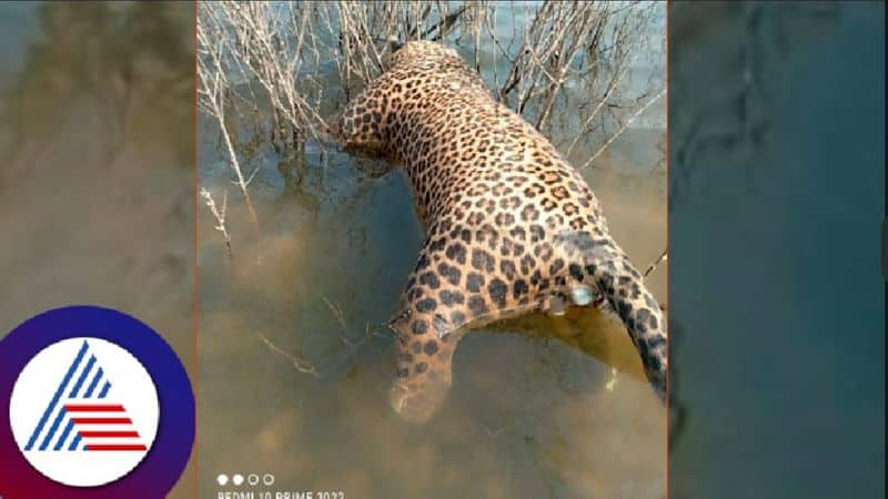 Dead leopard found in Bhadra backwater: 3 accused arrested at chikkamagaluru rav