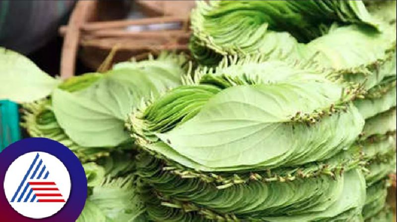 betel leaf price rise at haveri rav