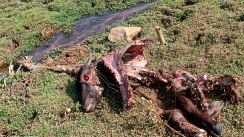 Coyote bites a buffalo in Nilgiris! People in panic! 