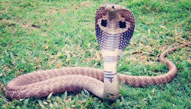 baby cobra hiding inside shoe In karnataka - bsb