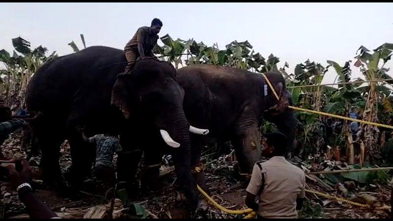 forest elephant makhna captured by forest officers in coimbatore