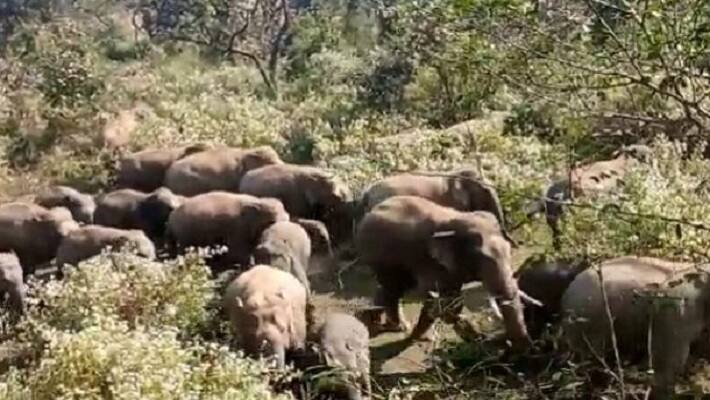 dhanbad  news herd of 30 elephants