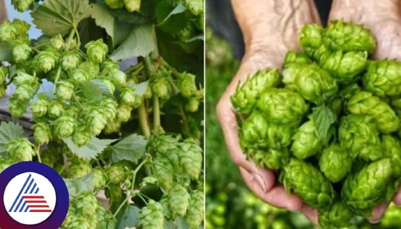 The worlds most expensive vegetable sells for Rs 85,000 per kilogram Vin