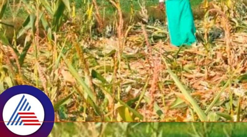 Wild animal attack Destruction of maize crop at bellary rav