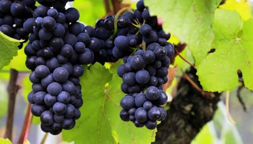 7 health benefits to include black grapes in your diet 