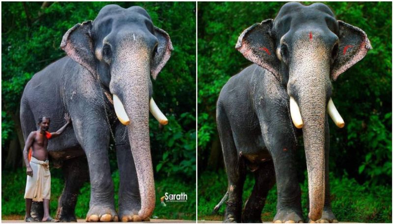 Elephant Cherpulassery Ayyappan dies prm