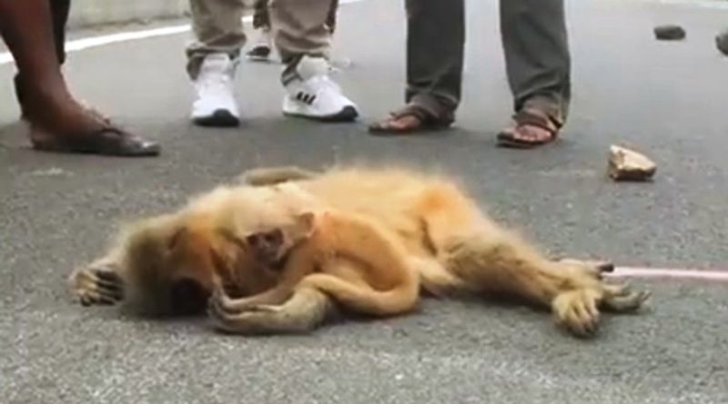 Baby Golden Langur monkey struggles to wake up mom killed by speeding car in Assam