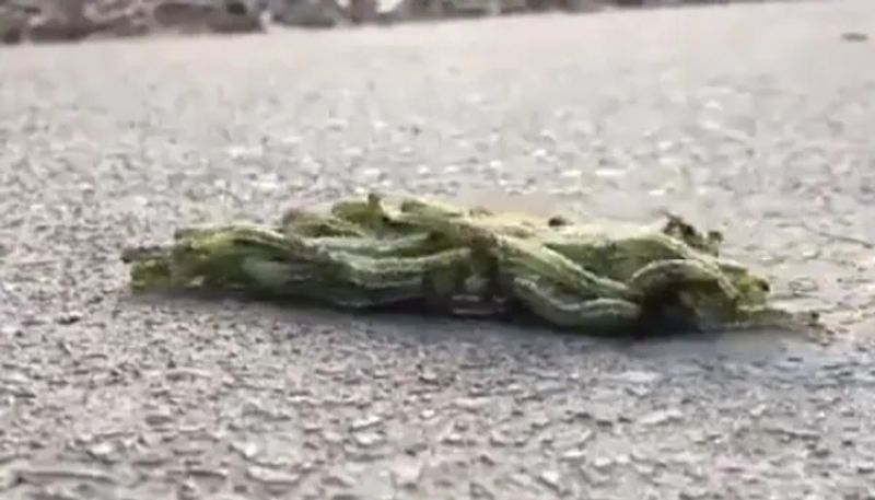 caterpillars moving in a special pattern the video goes viral hyp