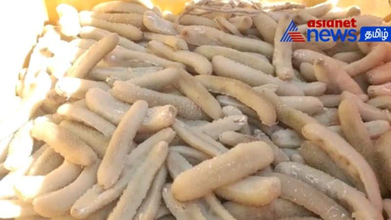 Seizure of Sea cucumber stored in Nagai area! 