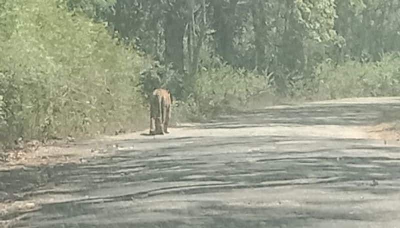 Tiger Visible at Brahmagiri in Kodagu grg