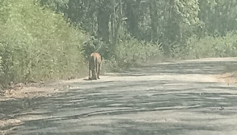 Tiger Visible at Brahmagiri in Kodagu grg