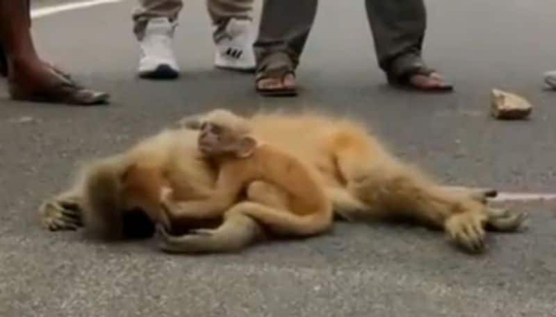 Baby Langur Weeps After Mother's Tragic Death azn  