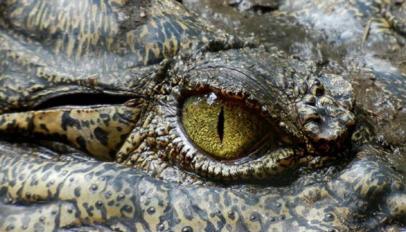 Zookeeper places his head inside a crocodiles mouth rlp