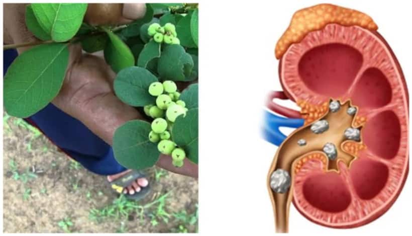 ఈ ఆకు రసంతో కిడ్నీలో రాళ్లు కరగడమే కాదు ఆ సమస్యలు కూడా దూరం?