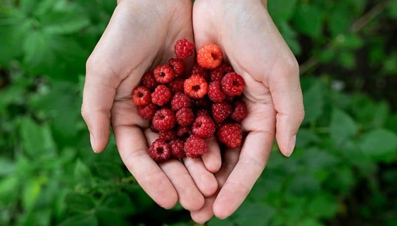  Health benefits of raspberries rsl