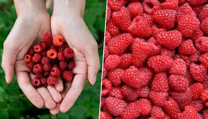 3 health benefits of consuming raspberries in your daily diet vma