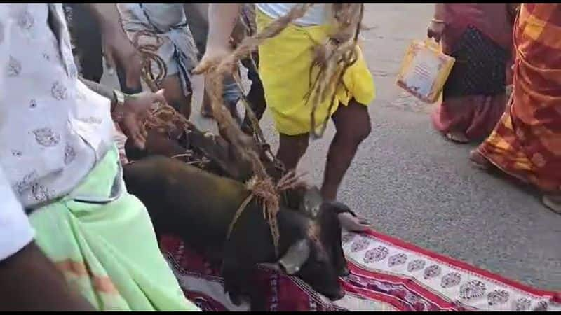 1000 people participated in dindigul temple festival