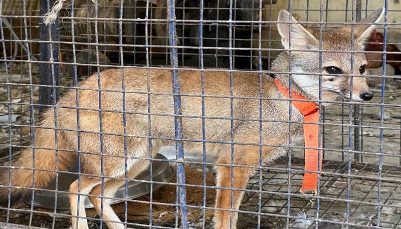 Arrested For Who Fox Had in Chicken Farm in Tumakuru grg