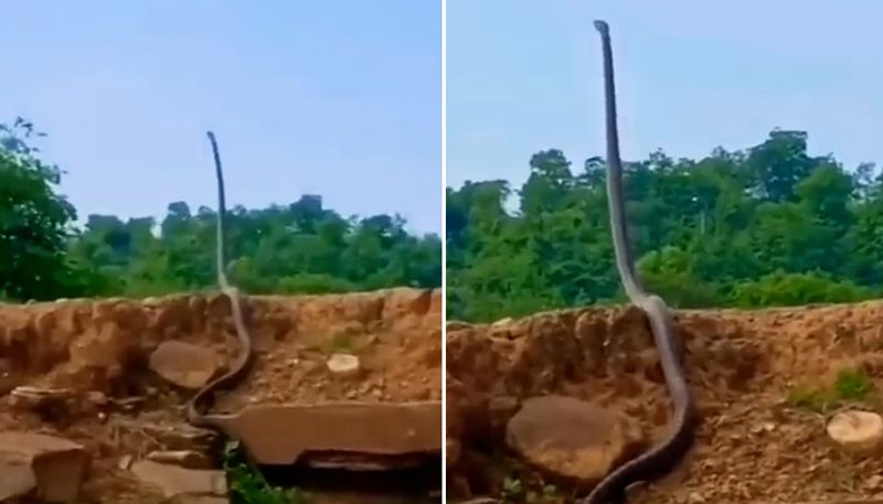 Watch IFS officer shares video of huge King Cobra 'standing up' on slope; leave netizens terrified-tgy