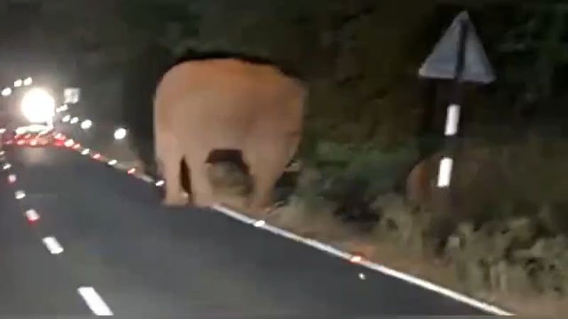 forest elephants crossed national highway in mettupalayam