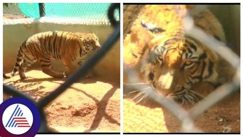 Bengal tigers arrived Chitradurga Adumalleshwara mini zoo gow