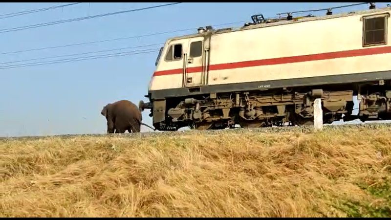 forest elephant makhna escaped in train accident in coimbatore