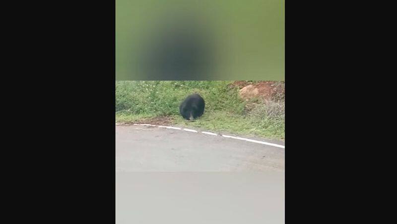 A bear roamed near the school in Kotagiri 