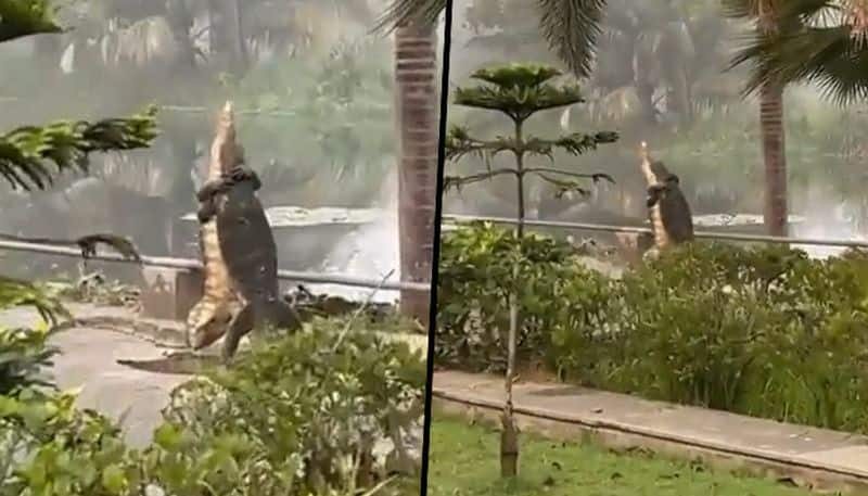 Two giant lizards fight while standing, confusing netizens; watch viral video - gps