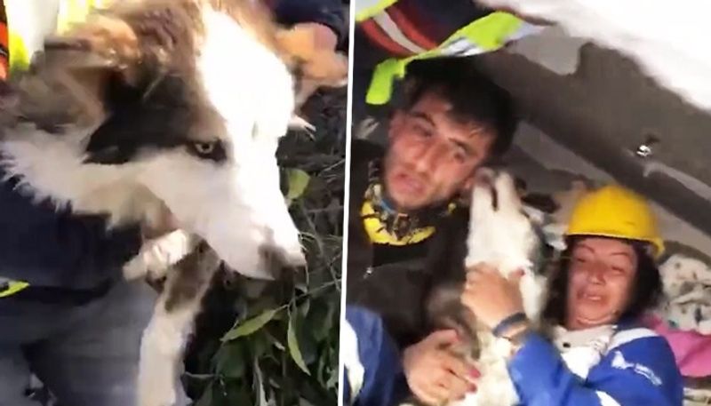 Miraculous Siberian husky rescued from under Turkey earthquake rubble after 23 days - WATCH snt