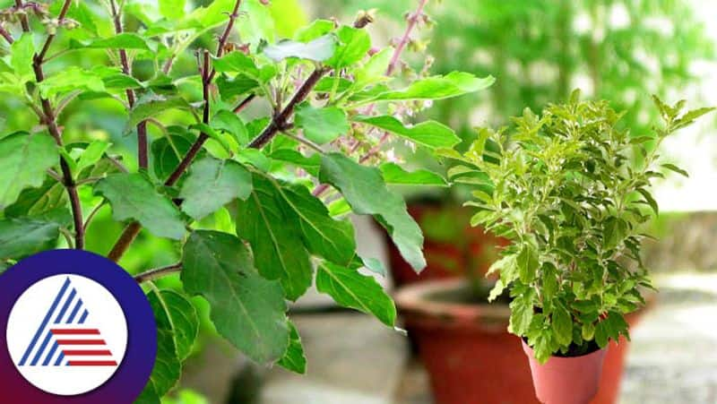 Natural Remedies to save your Tulsi Plant from Dying skr