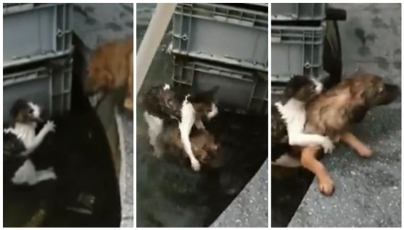 dog risk its life to save a drowning cat viral video bkg