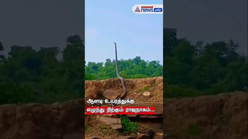 a Forest Officer Shares a Video Of King Cobra 'Standing Up with a height of a man