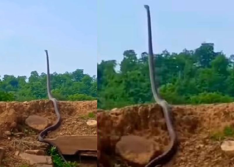 king cobra stood up with its full height and video goes viral