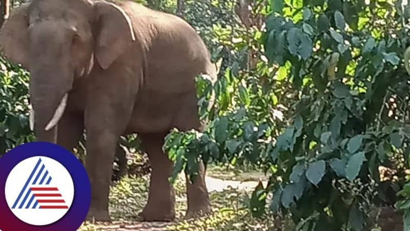 wildlife Basarikatte village faced forest fear at chikkamagaluru rav