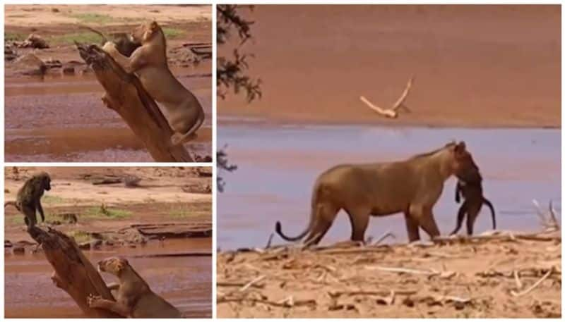 Watch a viral video of survival of the prey or predator bkg