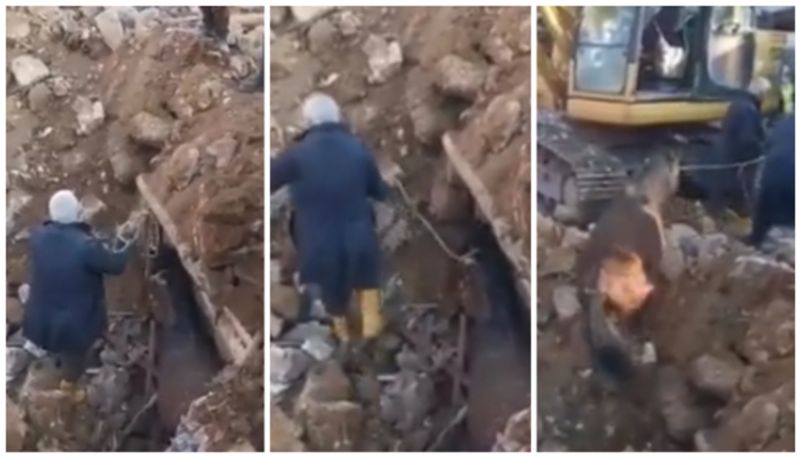 turkey earthquake horse stuck 21 days in the rubble finally an escape alive Viral video bkg