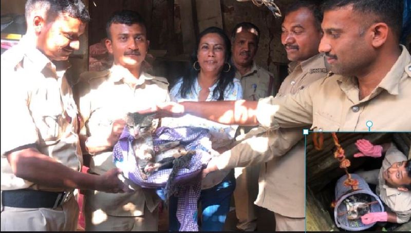 Kitten fell into a well Rescue work by fire brigade was successfu  at chikkamagaluru rav