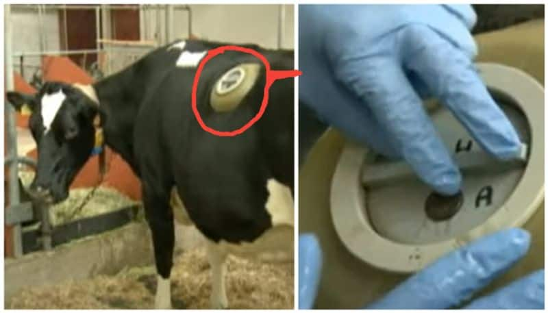 Why dairy farmers in thses countries make special holes in the stomachs of cows bkg