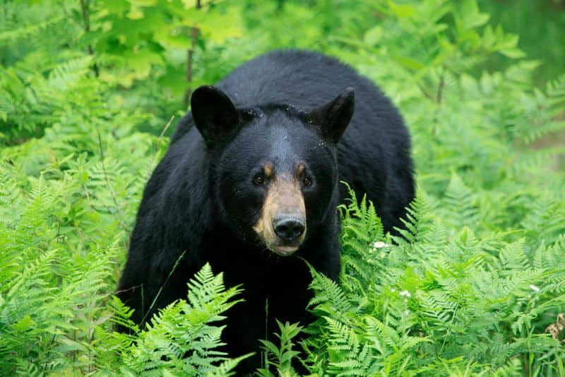 Bear spotted on Alipiri-Tirumala route lns