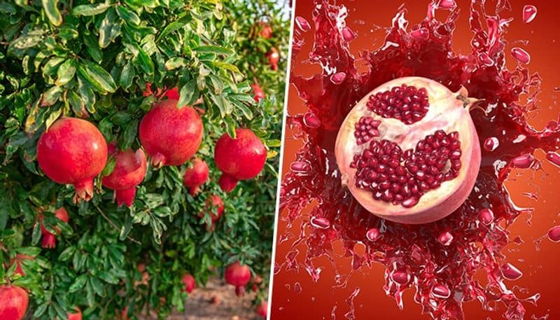 Three reasons how pomegranate is a superfood for your health vma