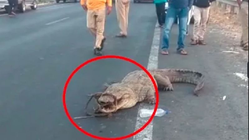 A crocodile was found tied with a rope near the National Highway at vijayapur rav